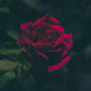 elizabethmiller_2 avatar