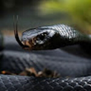 beatricelessard avatar