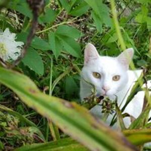 bostonterriermom05 avatar