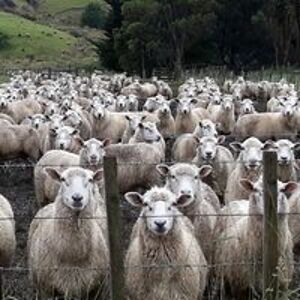 andrew_l_cawston avatar