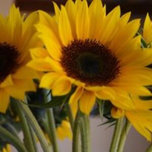 sammiandvenus avatar