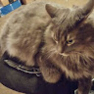 christiankelly avatar