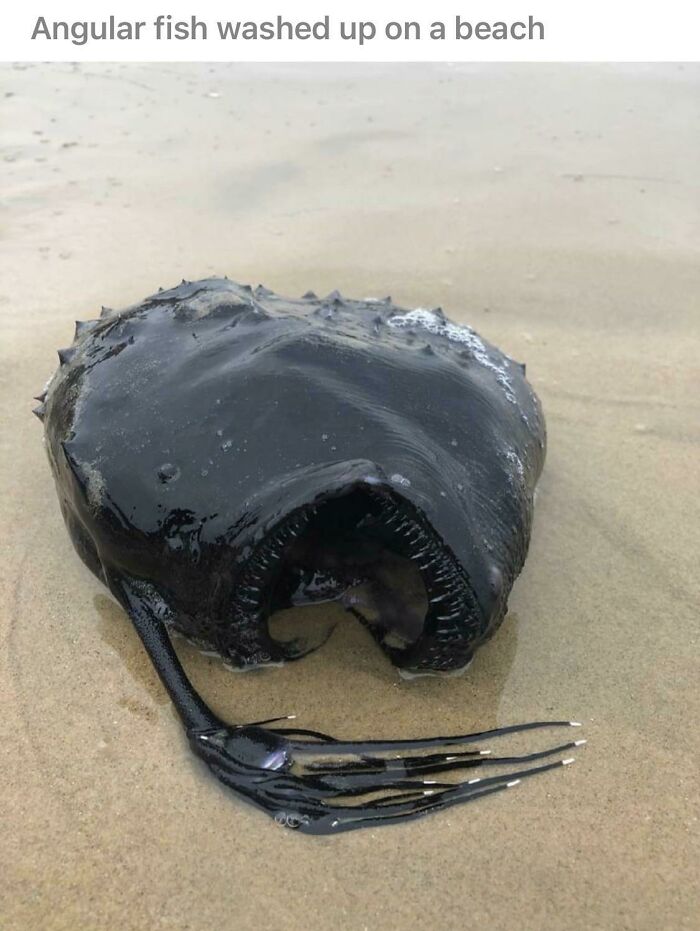 Oh No Not The Angular Fish! Another Angle Has Gained Its Wings