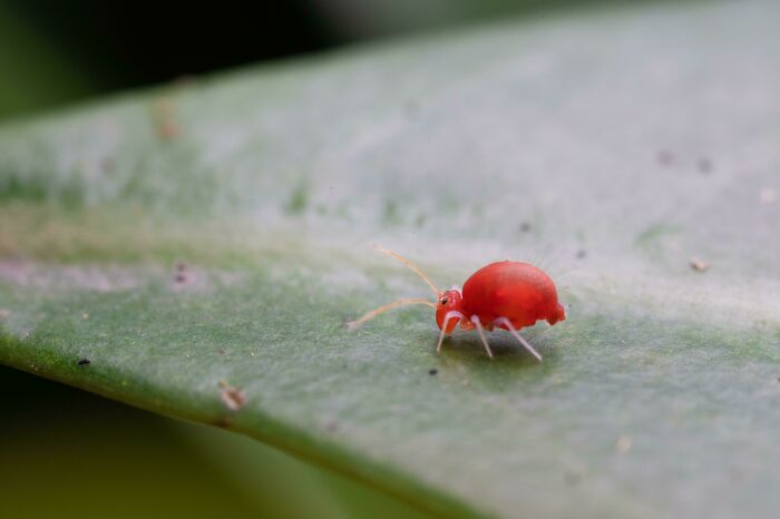 Tiny Bright Red Bug Found On A Hike On A Mountain In Northern Taiwan