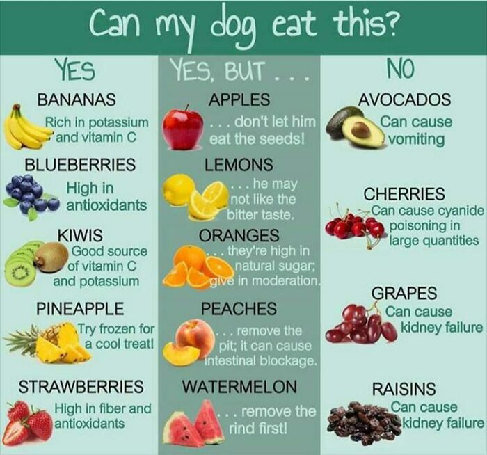 Can My Dog Eat This?