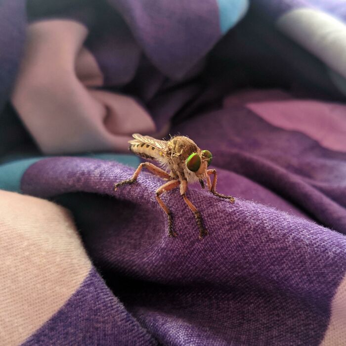 Found In Gorakhpur India