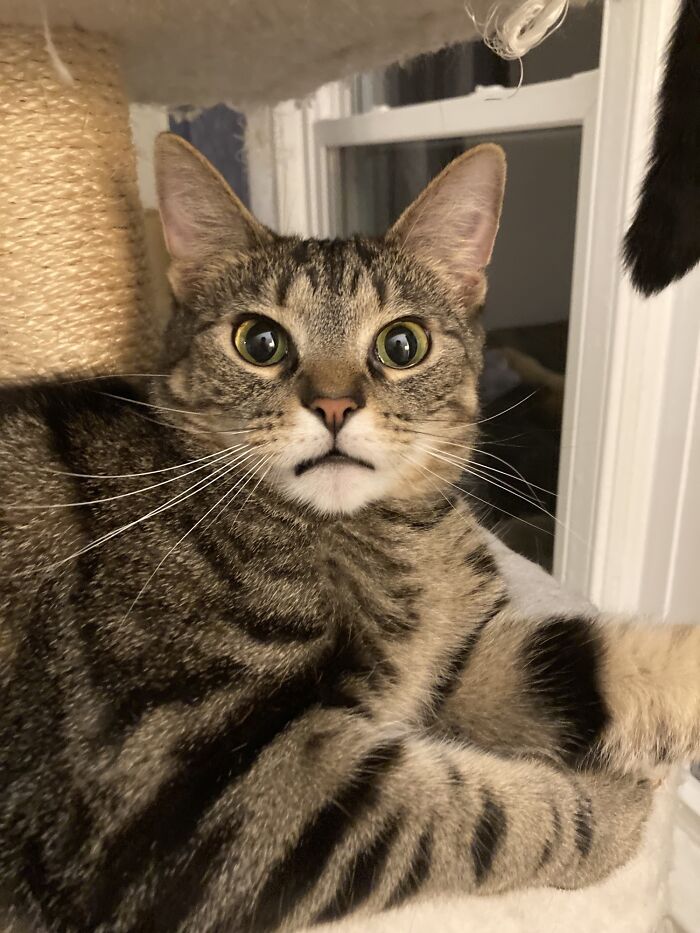 Gave My Girlfriend’s Cat A Smooch In The Forehead And He Hit Me With The Most Offended Look