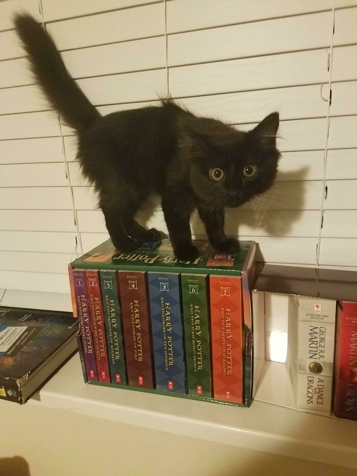 I Promise She's Not Getting Electrocuted