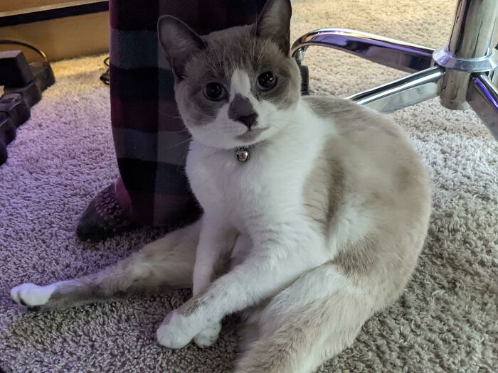 My Cat Is Enjoying My Space Heater And I Just Can't Handle This Cutness