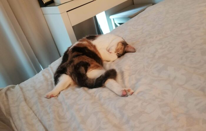 Frejya Only Sleeps In Derpy Positions