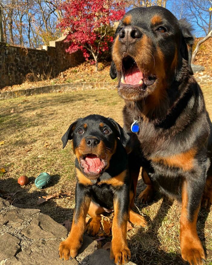Finally Got Them To Sit Still For A Family Photo