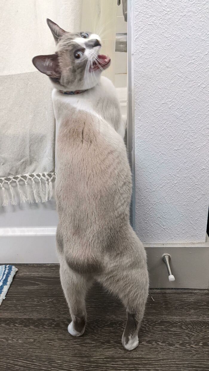 Lily Doesn't Like Me Taking Pictures Of Her Bunny Butt, But It's Too Cute!