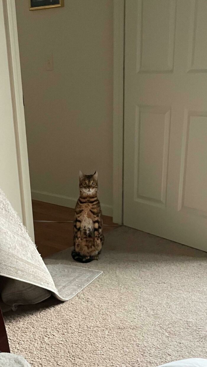 I Was Getting Up To Get Something In The Living Room And Saw Him Standing In The Doorway Like This