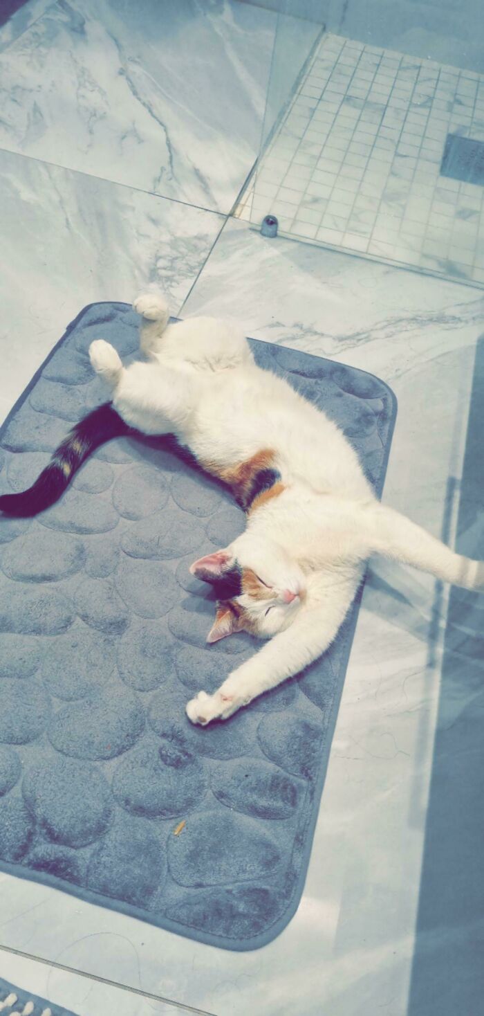 You Might Think She Is Stretching But Nope. Found Her Sleeping Like This