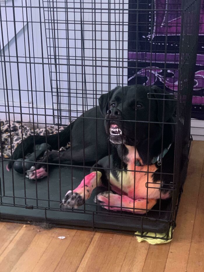 This Is What Our Dog, Broccoli, Does Everytime Hes Told To Go To His Room For Misbehaving