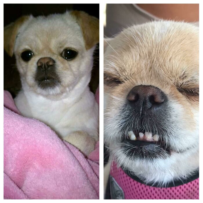 I Got Catfished By A Dog. I Received The Photo On The Left Before I Picked Her Up At The Rescue But I Got Another Version Of Her. I Have No Regrets Haha. She’s Truly So Amazing