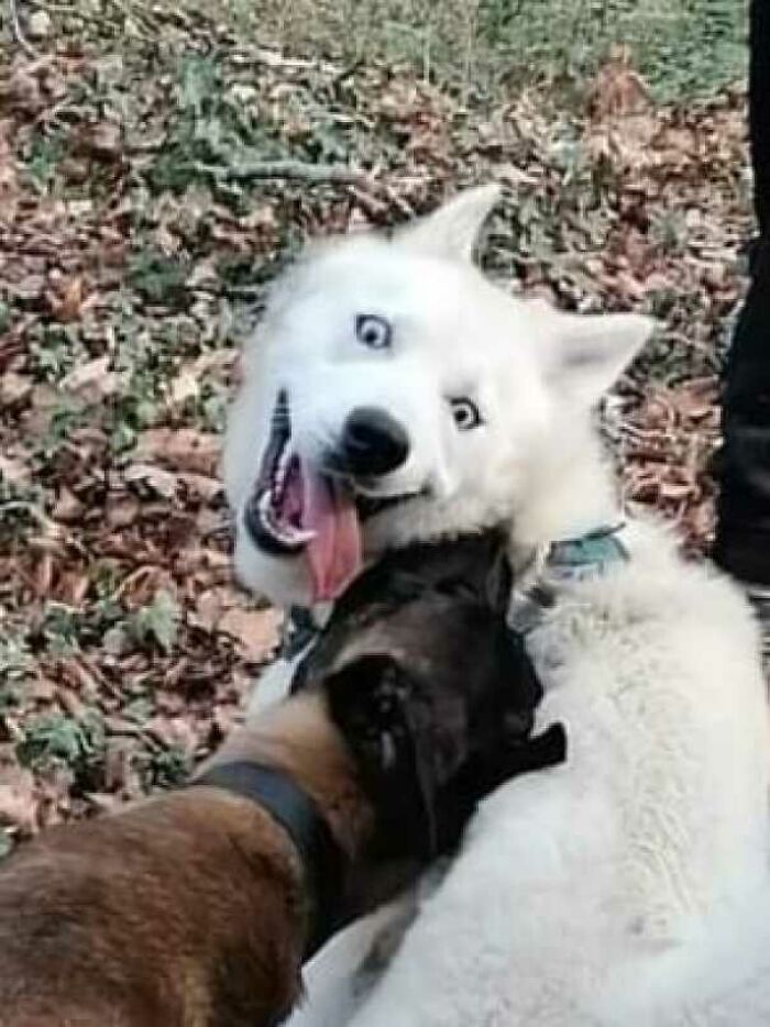 My Dog Found His Best Friend