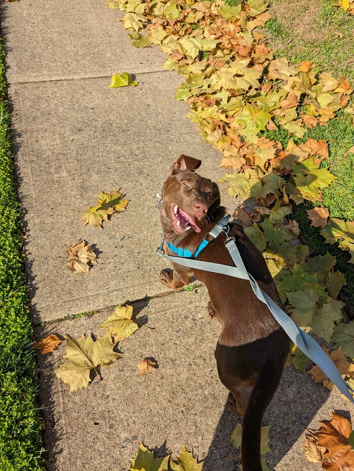 Everytime I Walk Her, She Turns Around Every Few Steps To Flash This Smile