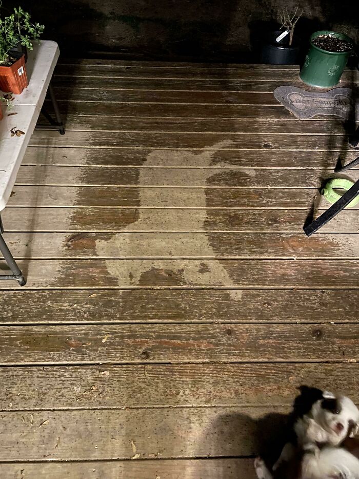 My Dog Fell Asleep In The Rain And The "Shadow" Looks Like A Cartoon Dog