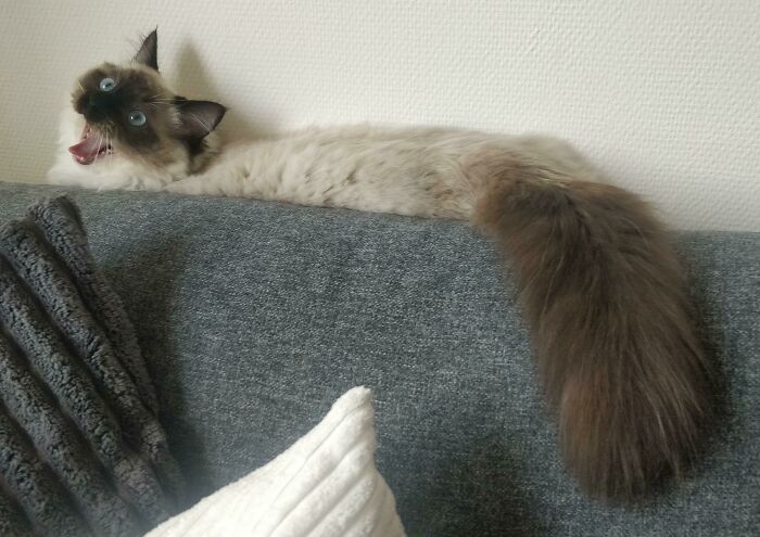 Never Had A Cat This Derpy