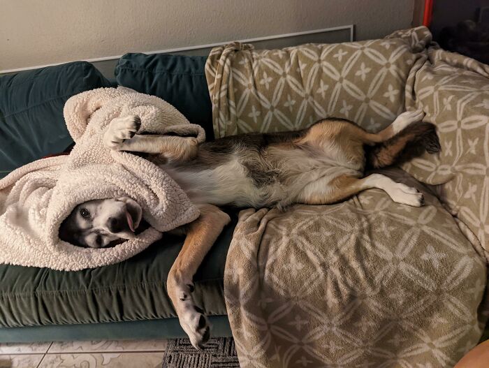 My Old Girl Is A Clown