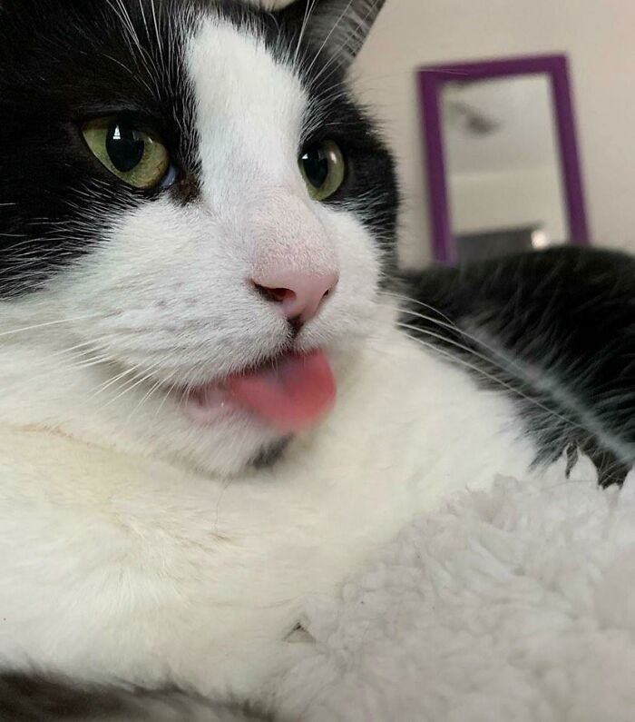My Friend's Cat, Samson, Being An Absolute Derp!