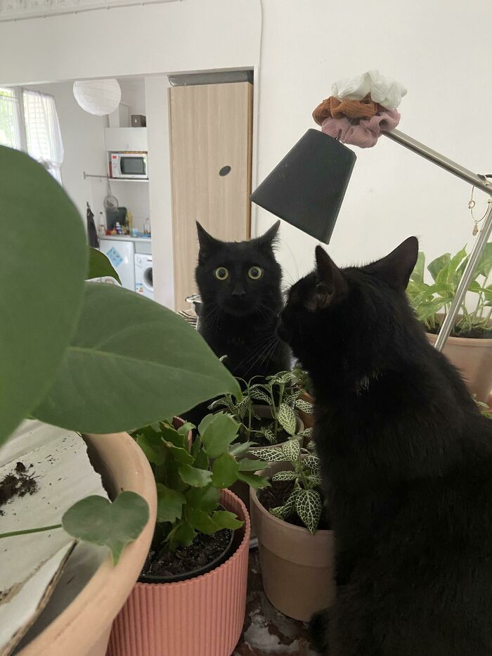 “Be Cool, But I Think There’s A Second Cat In Our Apartment”