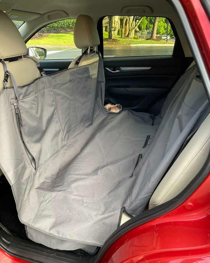 My Dog Decided She Wasn’t Ready For The Car Ride To Be Over