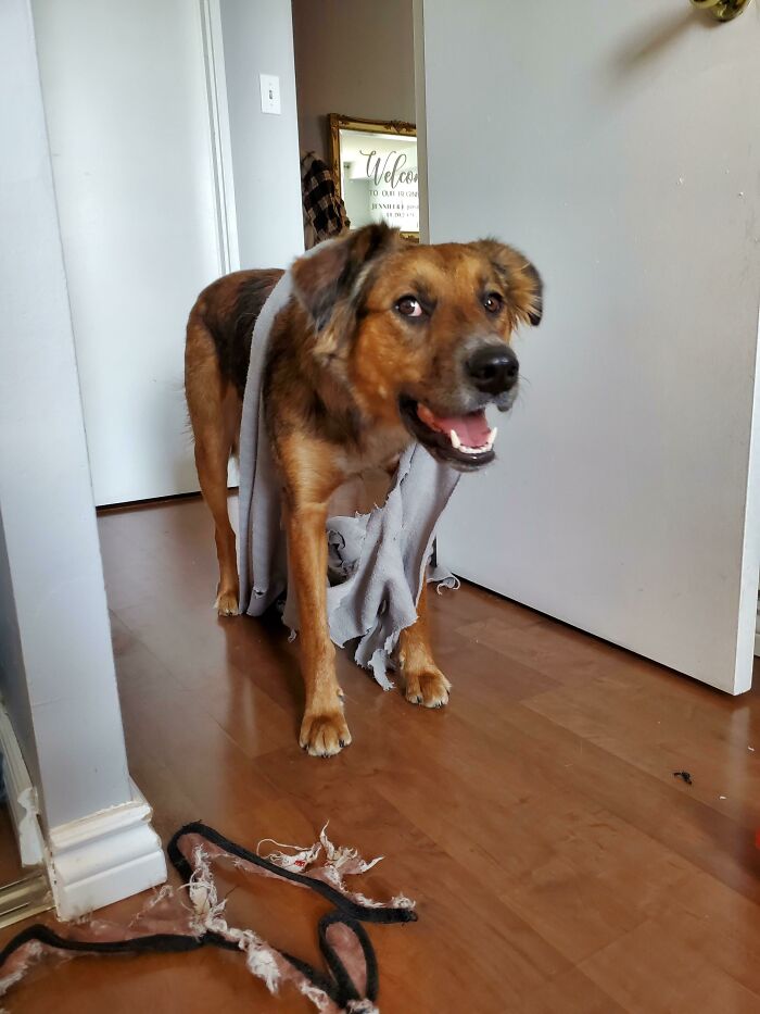 She Barges In And Stands Like This Until I Chase Her