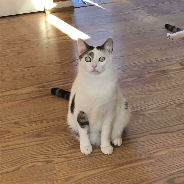 This Is Momo. He Always Looks Like This