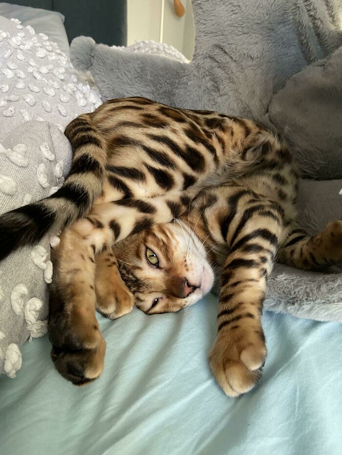 My Cat Sometimes Does This