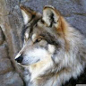 jamieweavingwolf avatar