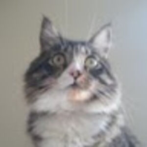 espresso_depresso_cat avatar