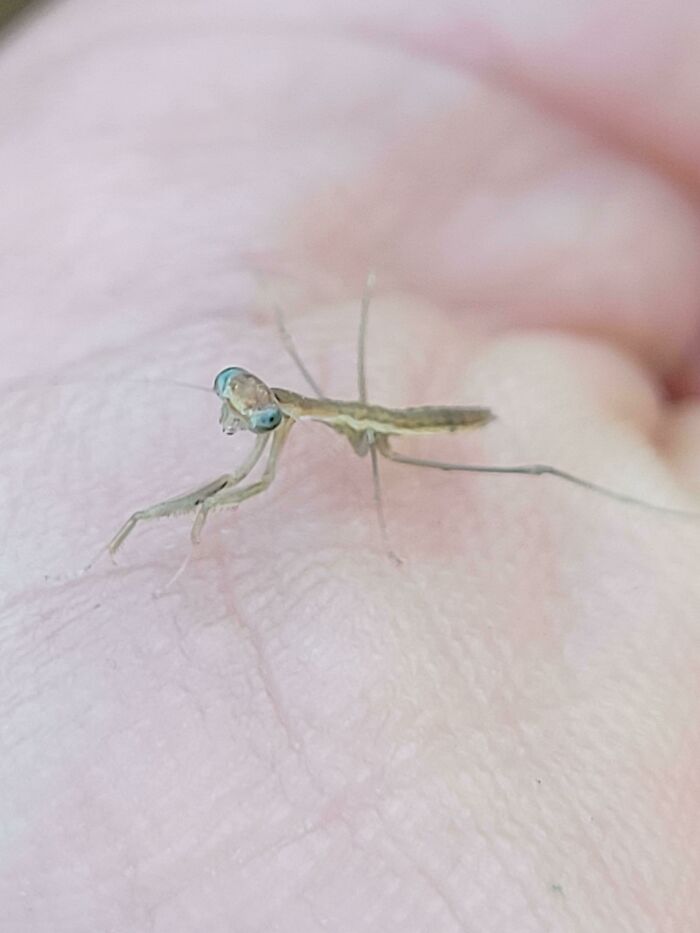 My Mantis Egg Case Hatched 100+ Cuties