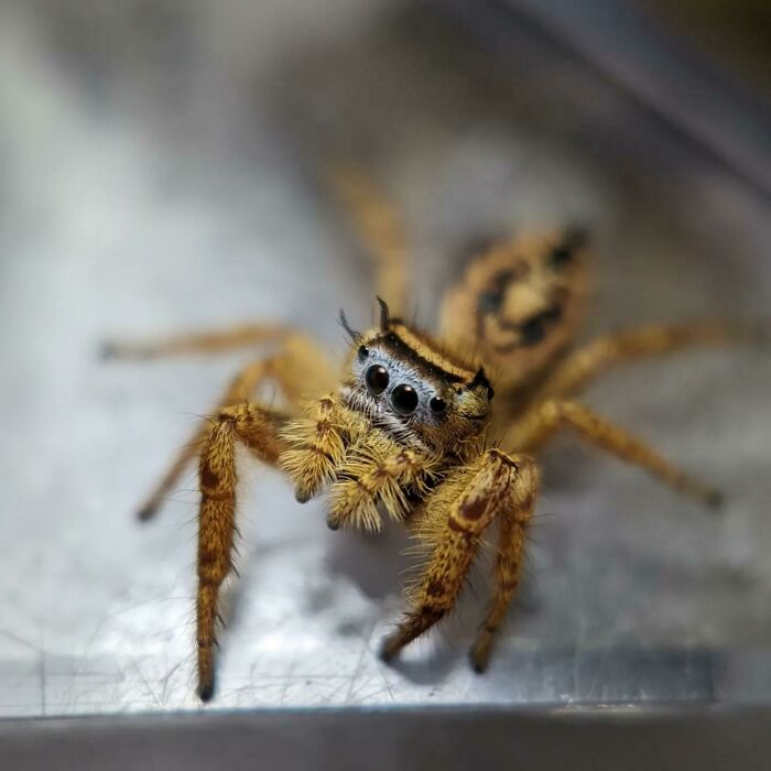 Subadult Phidippus Arizonensis