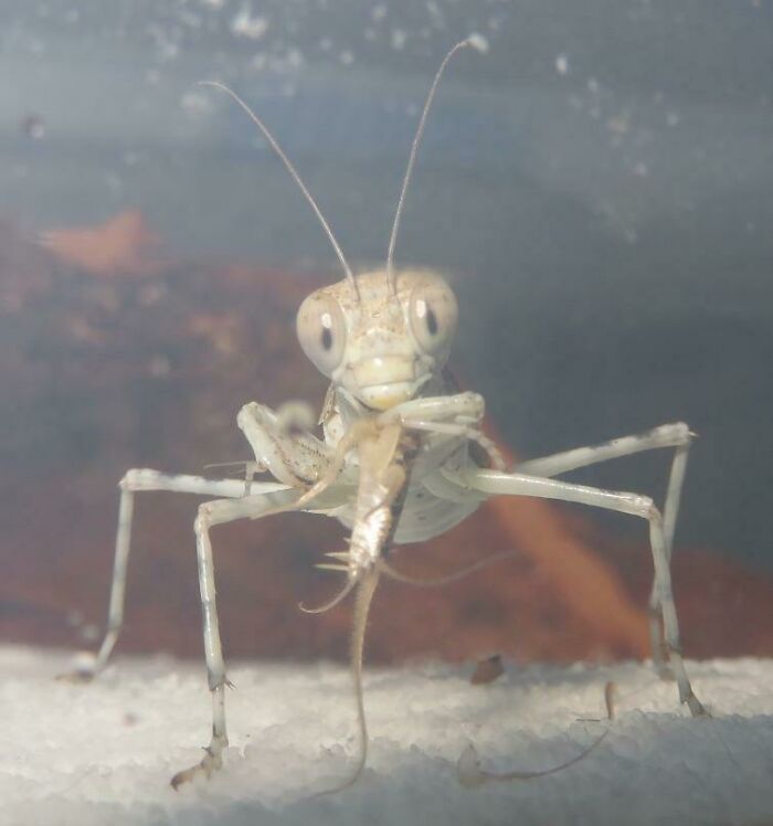 Close-up of a beautiful and cute bug with large eyes and long antennae holding prey underwater.