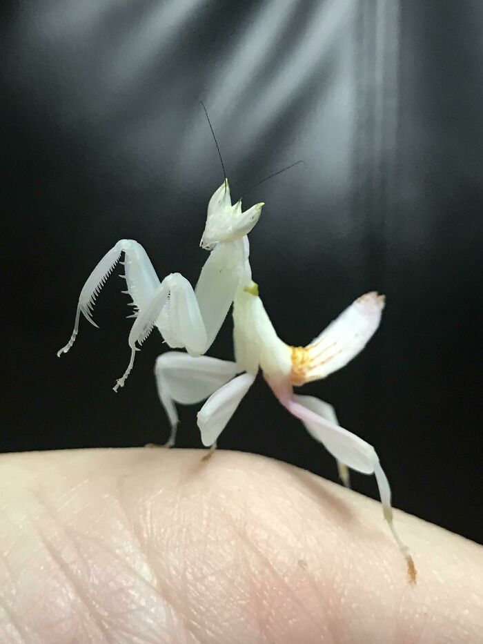 My Orchid Mantis Is Cute As A Button