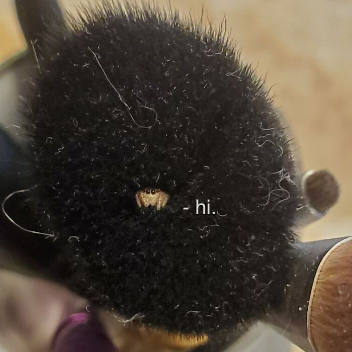 Close-up of a tiny, cute bug peeking out from a fuzzy black surface, one of the beautiful bugs you may not have seen before.