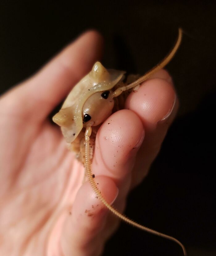 One Of My Hissing Roaches Molted And Looks Like An Adorable Cartoon Character