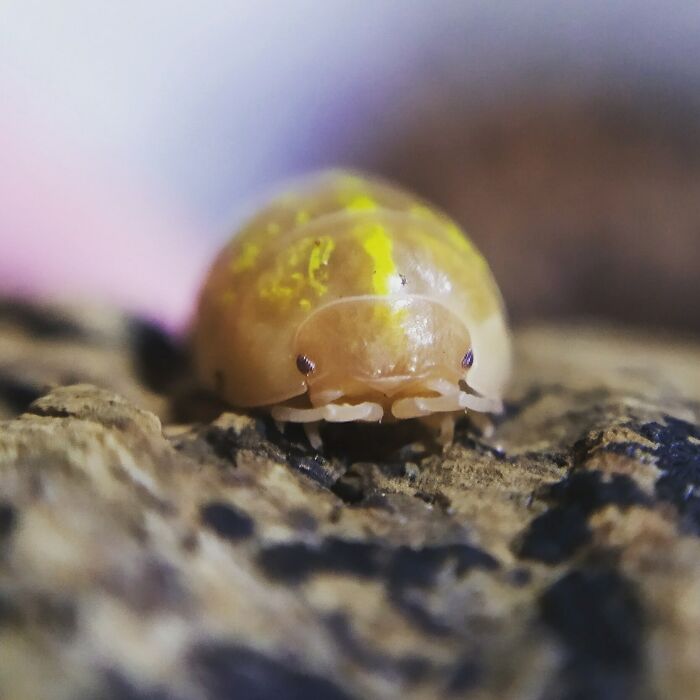 Here's One Of My Isopods. He Seems Angry, But Was Just Hungry