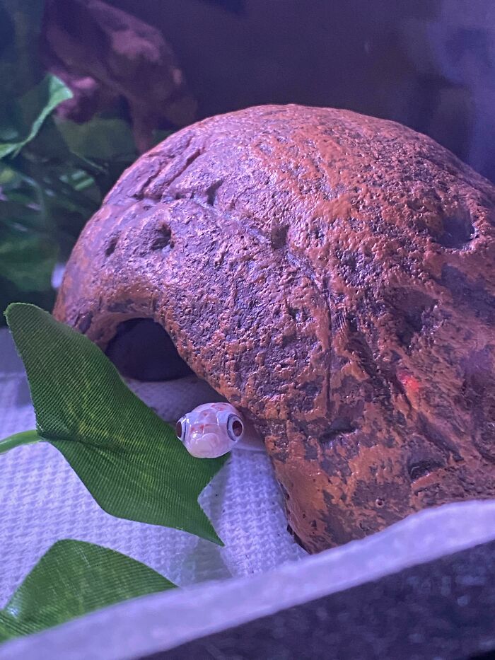 A small snake peeking out from a rocky hide, surrounded by green foliage, showcasing its cute appearance.