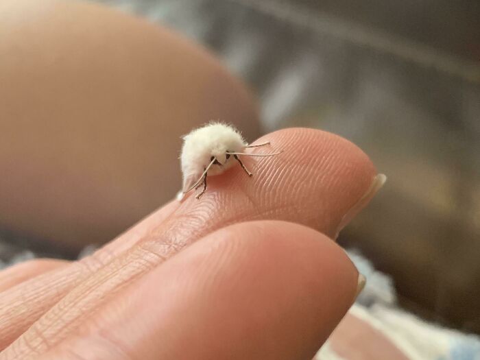 Fuzzy Little Moth