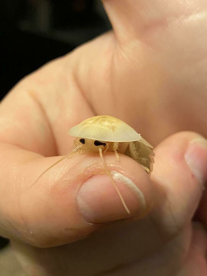 One Of My Dubias, Freshly Molted So We Could See Its Cute Little Face!