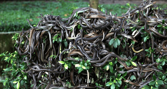 Snake Island - The Forbidden Island Of The Coast Of Brasil That's Home To More Than 2000 Deadly Golden Lancehead Snakes