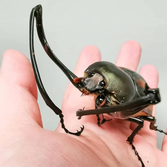 Long-Armed Scarab