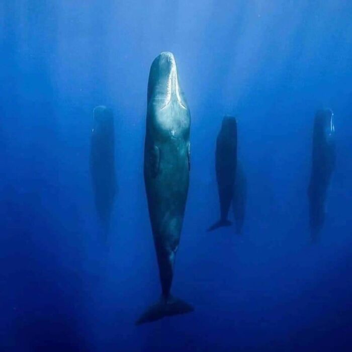 When Sperm Whales Need A Nap, They Take A Deep Breath, Dive Down About 45 Feet And Arrange Themselves Into Perfectly-Level, Vertical Patterns. They Sleep Sound And Still For Up To Two Hours At A Time Between Breaths, In Pods Of 5 Or 6 Whales, Presumably For Protection