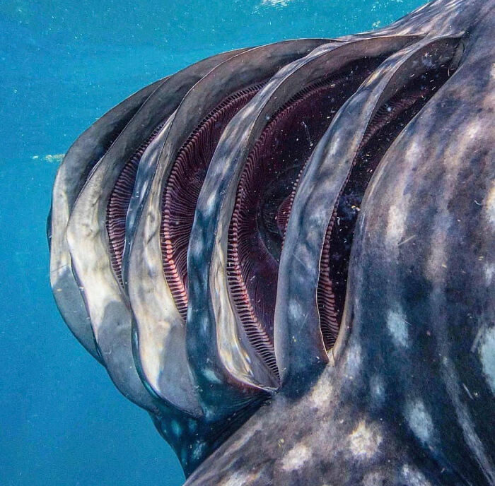 Shark Gills
