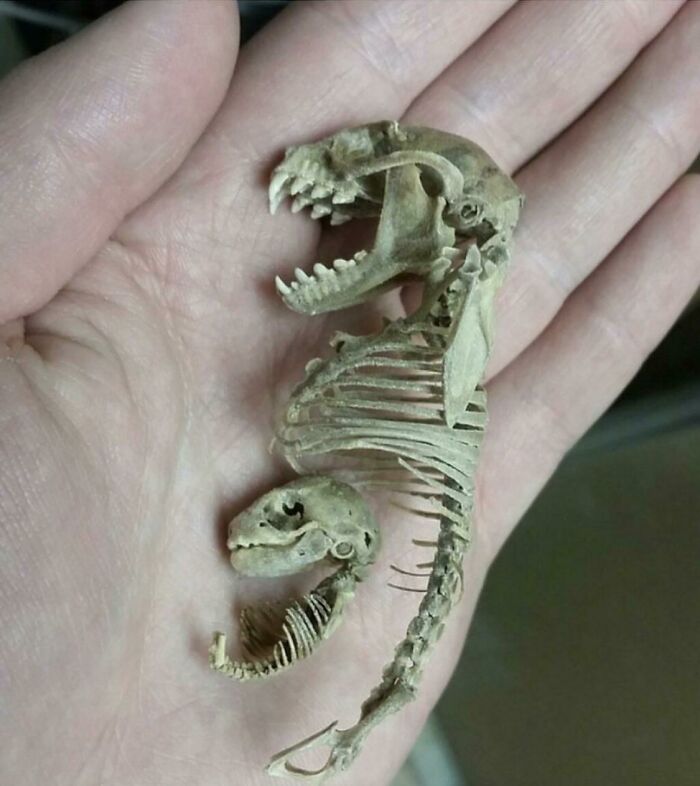 Skeleton Of A Pregnant Fruit Bat