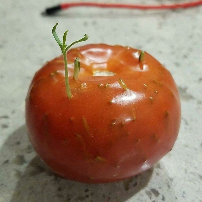 Seeds Germinating In A Tomato