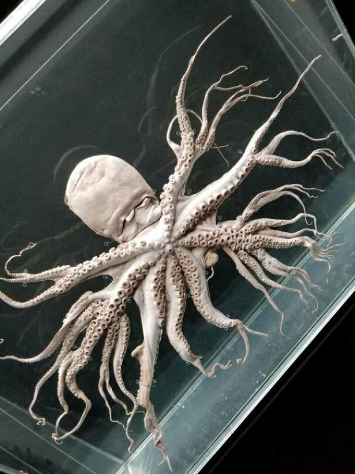 Octopuses Are Super Cute...until They’re Pale And Beginning To Turn Into An Elder God